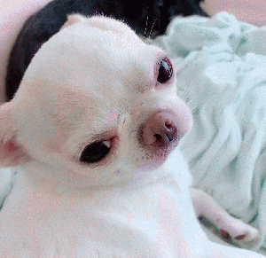 吉娃娃表情包 [我想这是用表情包的最高境界]