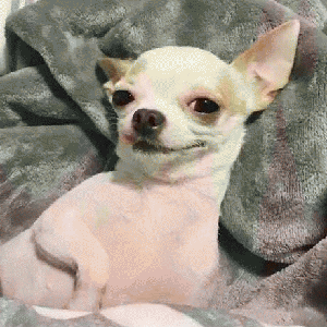 吉娃娃表情包 [我想这是用表情包的最高境界]