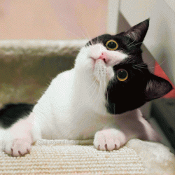 <b>小黑猫表情包超可爱表情图片</b>