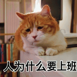 忧伤猫表情搞笑满脸写着不高兴