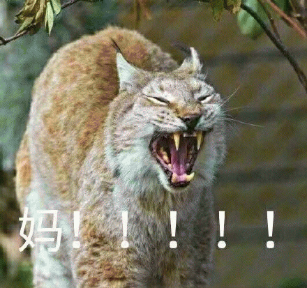 呼叫妈妈的表情包 [给你妈发微信不理你 就发这些表情包过去]