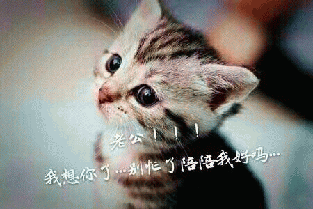 猫咪喊老公的表情包 [悄咪咪的偷窥老公]