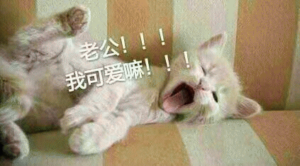 猫咪喊老公的表情包 [悄咪咪的偷窥老公]