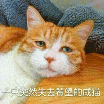 日常吸猫表情包 [哈哈哈哈哈哈 你没我萌吧！]