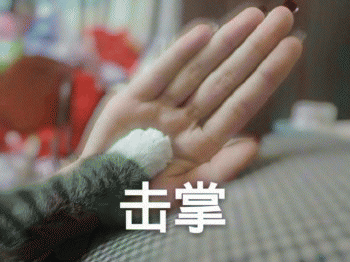 日常吸猫表情包 [哈哈哈哈哈哈 你没我萌吧！]