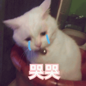 日常吸猫表情包 [哈哈哈哈哈哈 你没我萌吧！]