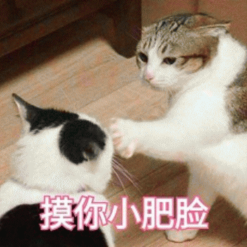 日常吸猫表情包 [哈哈哈哈哈哈 你没我萌吧！]