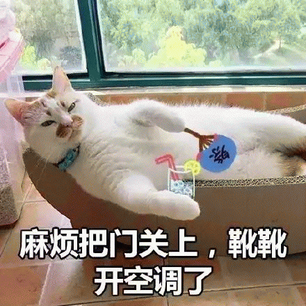 网红猫楼楼表情包 [热到昏古七 热到怀疑喵生]