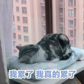 日常吸猫表情包 [哈哈哈哈哈哈 你没我萌吧！]
