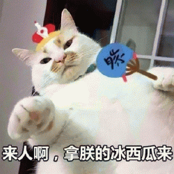 <b>网红猫楼楼QQ微信聊天表情包</b>