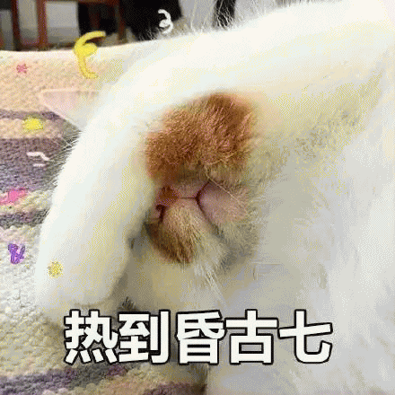 网红猫楼楼QQ微信聊天表情包]