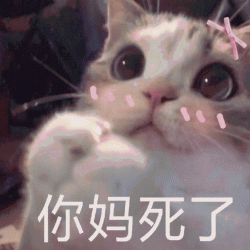 猫咪带字表情包微信呆萌图片