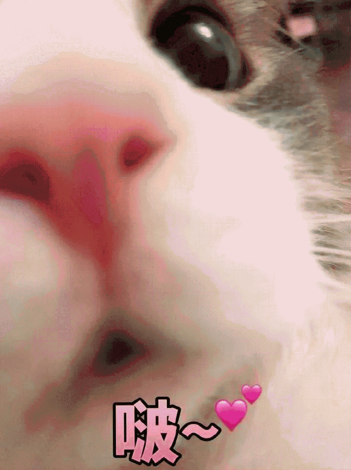 猫咪带字表情包[最近很火的表情包猫都在这里]全套200张