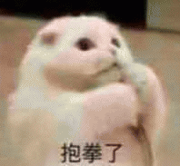 猫咪带字表情包[最近很火的表情包猫都在这里]全套200张