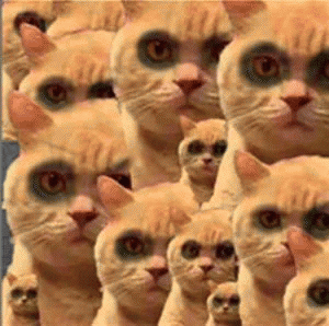 橘猫表情包 [我妈不让我跟傻子玩]