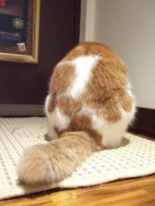 猫咪物语可爱小清新美图