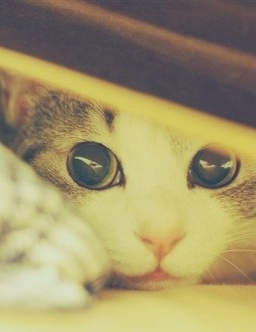 可爱萌物图片猫咪温馨照片