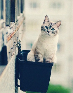 萌物外星喵图片萌图