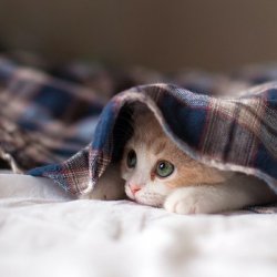 可爱猫咪各种睡姿睡觉搞笑的姿势