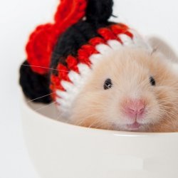 头带蝴蝶结毛线帽的呆萌可爱小仓鼠