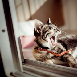 阳光下懒洋洋打呵欠的呆萌猫咪图片