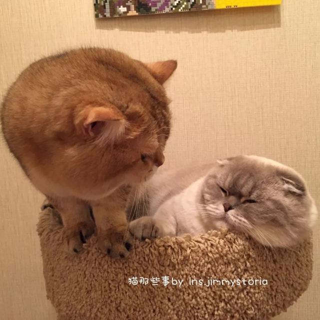 一只猫咪是如何成功上位的？