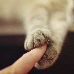 被猫咪抓伤如何处理？推荐以下方法处理