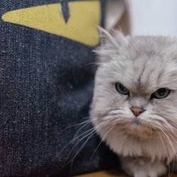 猫的生活习性有哪些？一起来看看