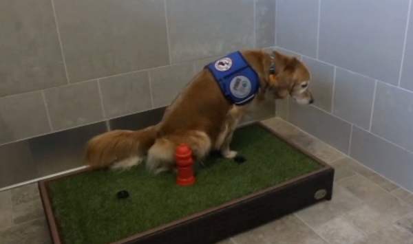 怎么教狗狗定点排便(五种方法训练狗狗定点排便)