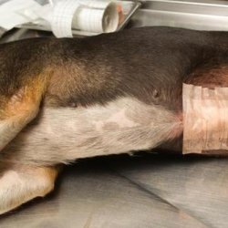 狗狗尿结石怎么治疗(狗狗尿结石会自己好吗)