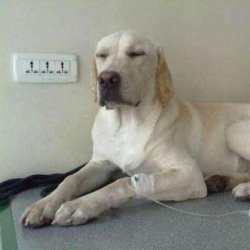 狗狗胰腺炎怎么治疗(狗狗胰腺炎的治疗方法)