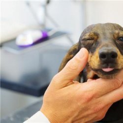 狗狗吃庆大霉素的作用(狗狗吃庆大霉素的注意事