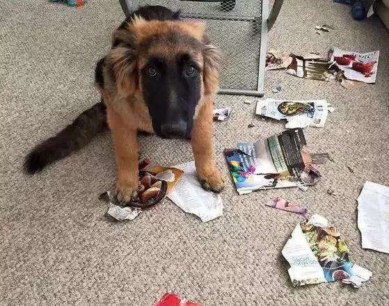 狗狗拆家的原因(拆家的狗有哪些特点) 狗狗拆家的原因(拆家的狗有哪些特点)