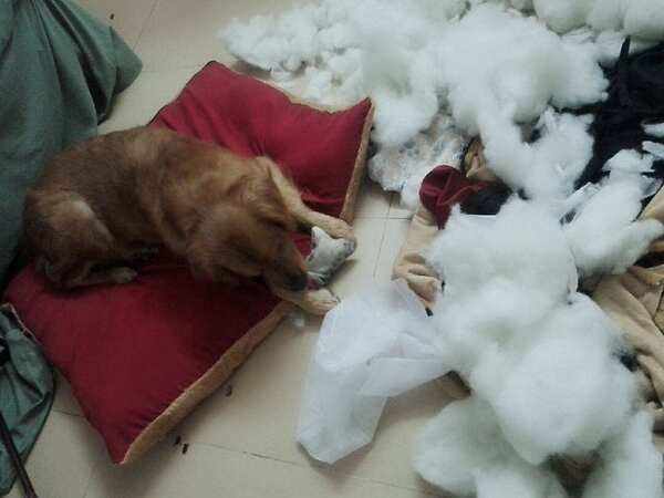 狗狗拆家的原因(拆家的狗有哪些特点) 狗狗拆家的原因(拆家的狗有哪些特点)