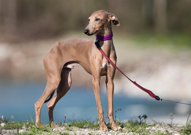 二郎神的哮天犬之灵缇，你了解多少？