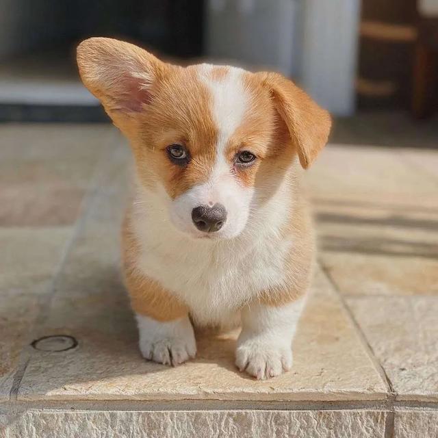 一个月的狗狗养的禁忌(幼犬喂养四大禁忌)