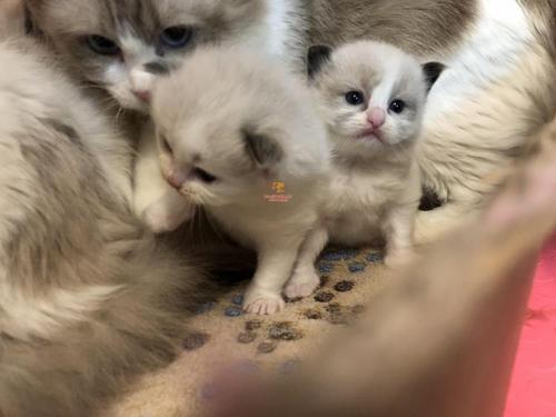 2至6月幼猫喂养方法(幼猫喂养指南)