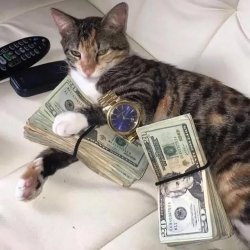 520，作为一只单身喵，有它真香！