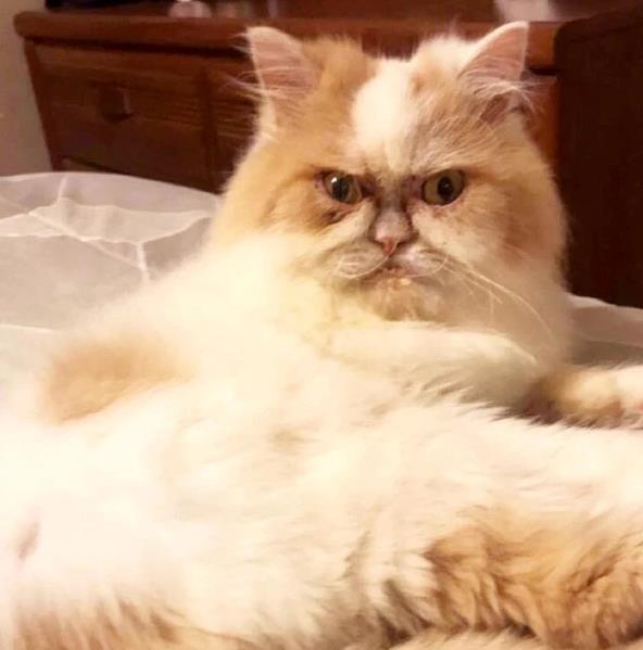 看看最新网红愤怒猫