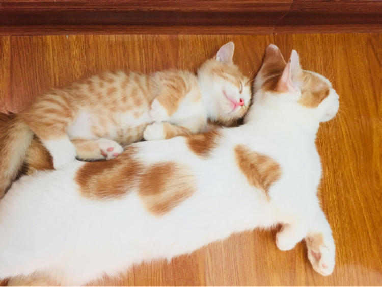 曼基康短腿猫是什么品种(短腿猫图集)