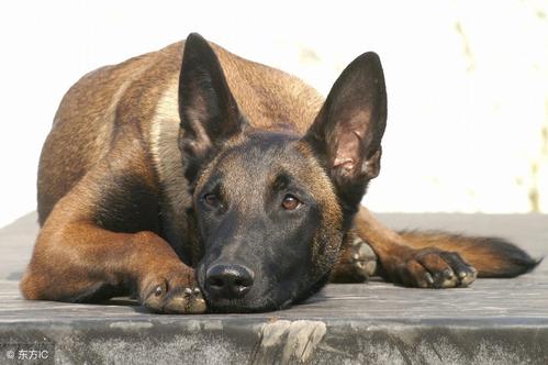 小狗摇尾巴是什么意思