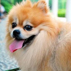 狗狗为什么喜欢老是叫？一起来看看原因