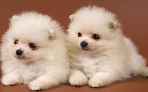 小型犬都有哪些