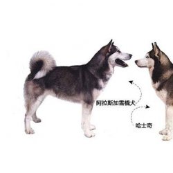 哈士奇和阿拉斯加有哪些区别？看看这些介绍