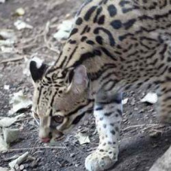 训练猫时所采用的2种刺激方法