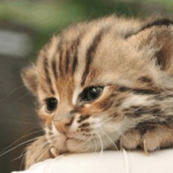 猫咪皮肤病有哪些？