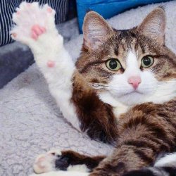 详解训练猫的4种基本方法详解