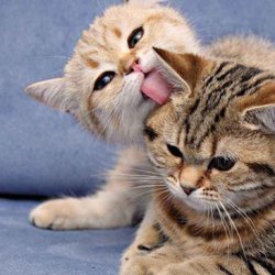 如何教猫咪在抽水马桶里大小便？