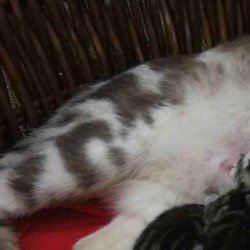 怎样训练猫猫睡在固定地点？