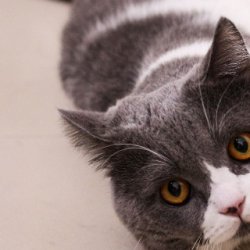 怎样训练猫自己上厕所？